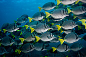 Large schools of Razor surgeonfish Prionurus laticlavius, abound in the Galapagos Islands.