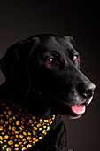 Portrait of a Black Labrador Retriever.