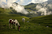 ALPS, SAVOIE, FRANCE-SEPTEMBER 15, 2007: Two horses graze in the French Alps in Savoie, France on September 15, 2007.