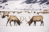 Two bull elk sparring on February 11, 2008 in the elk refuge near Jackson, Wyoming.