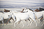 A herd of horses running on an estancia on March 2, 2008 near Las Torres National Park, Chile.