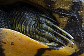 The Chicken Turtle Deirochelys reticularia, is an uncommon freshwater turtle found in the southeast of the United States. Found in a local pond on June 11, 2008.
