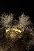 The House Sparrow Passer domesticus, is a member of the Old World Sparrow family. This Chick was dropped from a rafter at a local department store. It was taken in and nurtured for a week. Feeding every 45 minutes from sun up to sun down until able to fly