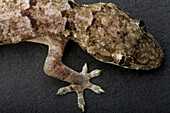 Tropical House Gecko, Afro-American house gecko or Cosmopolitan house gecko Hemidactylus mabouia, grows to between 4 and 5 inches. The species is native to sub-Saharan Africa but is found in North, Central and South America and the Caribbean due to trans-