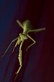 Mantis or commonly known as Praying Mantis disambiguation, are notable for their hunting abilities. They are exclusively predatory, and their diet usually consists of other living insect.