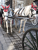Coach horses with red ear protection, Saint Stephen's Square, Vienna, Austria