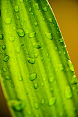 Close up of water drops on Lucky Bamboo, dracaena sanderiana, leaves after a rainstorm in Bend, Oregon.