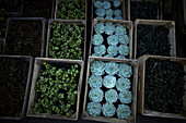 Plants on display for sale in a market of Xochimilco on the south side of Mexico City, January 5, 2008. The water canals and gardens in Xochimilco were once part of the breadbasket of the Americas and the agricultural hub of Tenochtitlan Aztec empire.