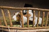 Guinea pigs press up against the fence of their pen at a restaurant in Pisac, Peru on September 23, 2005. The guinea pig is the culinary specialty of Peru.