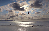 Kormoran fliegt über Strand bei Sonnenuntergang, Junge spielt im Hintergrund, Batan Insel, Batanes, Philippinen, Asien