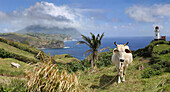 Küstenlandschaft, Kuh in Marlboro Hills in Batanes, Batan Insel, Batanes, Philippinen, Asien