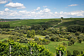 Blick vom Weinberg Escherndorfer Fürstenberg auf die Weinberge Nordheimer Vögelein und Sommeracher Katzenkopf, nahe Neuses am Berg, Franken, Bayern, Deutschland