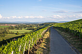 Path through Escherndorfer Fuerstenberg vineyard, near Escherndorf, Franconia, Bavaria, Germany