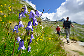 Blumenwiese mit Wanderer im Hintergrund, Gran Paradiso, Nationalpark Gran Paradiso, Grajische Alpen, Aostatal, Aosta, Italien