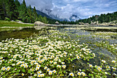 Lake Lago delle Serva with white flowers, Natural Park Mont Avic, Graian Alps range, valley of Aosta, Aosta, Italy