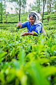 Tea picker plucking tea in a tea plantation in the Sri Lanka Central Highlands and Tea Country, Sri Lanka, Asia
