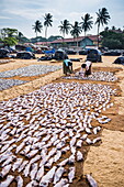 Women drying fish in Negombo fish market (Lellama fish market), Negombo, West Coast, Sri Lanka, Asia