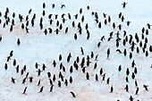 Adult chinstrap penguin (Pygoscelis antarctica), Half Moon Island, South Shetland Islands, Antarctica, Southern Ocean, Polar Regions
