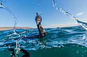 Curious flightless cormorant (Phalacrocorax harrisi) underwater at Tagus Cove, Isabela Island, Galapagos Islands, Ecuador, South America