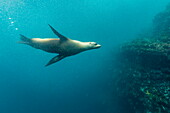 Galapagos sea lion (Zalophus wollebaeki) underwater at Isabela Island, Galapagos Islands, Ecuador, South America