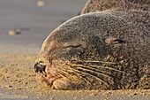 New Zealand fur seal (Arctocephalus forsteri) sleeps on a beach, Catlins, South Island, New Zealand, Pacific