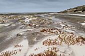 Sandstorm, Sea Lion Island, Falkland Islands, South America