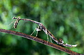 Spiky stick praying mantis (Paratoxodera sp.), a carnivorous ambush predator, camouflaged as a twig, Sabah, Borneo, Malaysia, Southeast Asia, Asia