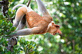 Dominant male proboscis monkey (Nasalis larvatus) in aggressive display to other males, Labuk Bay Proboscis Monkey Sanctuary, Sabah, Borneo, Malaysia, Southeast Asia, Asia