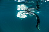 Manta ray (Manta birostris) feeding on zooplankton by extending its cephalic lobes, Quintana Roo, Mexico, North America