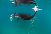 Manta ray (Manta birostris) feeding on zooplankton by extending its cephalic lobes, Yum Balam Marine Protected Area, Quintana Roo, Mexico, North America