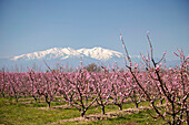 Fruit blossom, Mount Canigou, Pyrenees Oriental, Languedoc-Roussillon, France, Europe