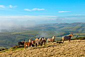 Welsh ponies, Eppynt, Cambrian Mountains, Powys, Wales,  United Kingdom, Europe
