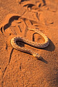 Peringuey's adder (sidewinding adder) (Bitis peringueyi) sidewinding, Namib Desert, Namibia, Africa