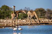Giraffe (Giraffa camelopardalis) ,  greater flamingoes (Phoenicopterus ruber), Etosha National Park, Namibia, Africa