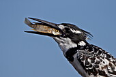 Pied kingfisher (Ceryle rudis) with a fish, Kruger National Park, South Africa, Africa