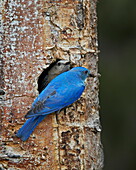 Mountain bluebird (Sialia currucoides) pair at their nest, Yellowstone National Park, Wyoming, United States of America, North America