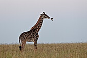 Masai giraffe (Giraffa camelopardalis tippelskirchi) and yellow-billed oxpecker (Buphagus africanus), Serengeti National Park, Tanzania, East Africa, Africa