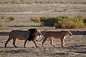 Lion (Panthera leo) pair, Kgalagadi Transfrontier Park, encompassing the former Kalahari Gemsbok National Park, South Africa, Africa