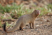 Slender mongoose (Galerella sanguinea), Imfolozi Game Reserve, South Africa, Africa