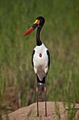 Male saddlebilled stork (Ephippiorhynchus senegalensis), Kruger National Park, South Africa, Africa