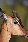 Red-Billed Oxpecker (Buphagus erythrorhynchus) on an Impala, Kruger National Park, South Africa