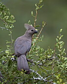 Grey Lourie (Go-Away Bird) (Corythaixoides concolor), Kruger National Park, South Africa, Africa