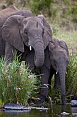 African Elephant (Loxodonta africana) drinking, Kruger National Park, South Africa, Africa