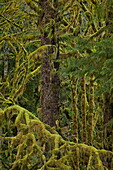Moss-covered branches in the rainforest, Olympic Experimental State Forest, Washington, United States of America, North America