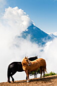 Horses and Grand Nomenon mountain, Aosta Valley, Italian Alps, Italy, Europe
