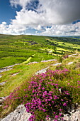 Overlooking Bonehill Rocks from Bell Tor, Dartmoor National Park, Devon, England, United Kingdom, Europe