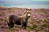 Exmoor Pony grazing in flowering heather in the summer, Dunkery Hill, Exmoor National Park, Somerset, England, United Kingdom, Europe