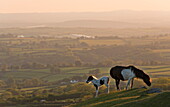 Dartmoor pony and foal grazing on moorland in summer, backed by rolling Devon countryside, Dartmoor, Devon, England, United Kingdom, Europe