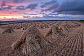 Corn stooks for thatching, Devon, England, United Kingdom, Europe