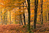 Autumn colours in Barton Wood, Exmoor National Park, Somerset, England, United Kingdom, Europe